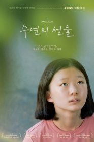 수연의 선율